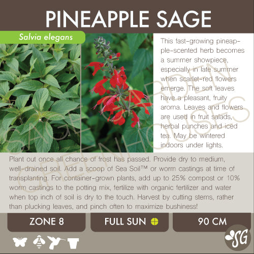 Live Plant - Sage, Pineapple