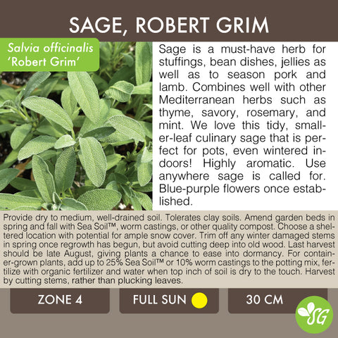 Live Plant - Sage, Robert Grim (Dwarf Sage)