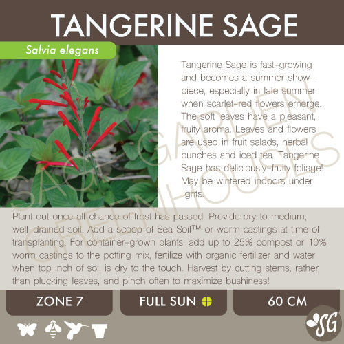 Live Plant - Sage, Tangerine