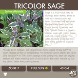 Live Plant - Sage, Tricolor