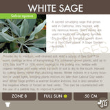 Live Plant - Sage, White