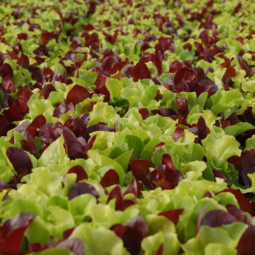 Seeds - Lettuce (Blend), Gourmet Salad Blend OG (SGH)