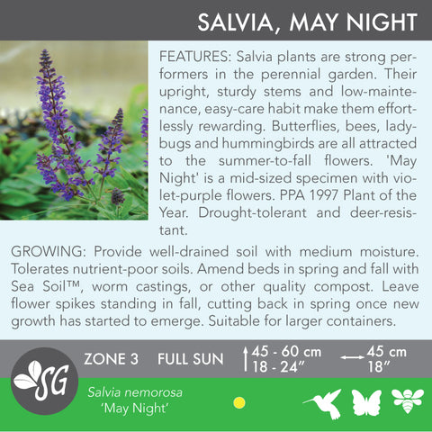 Live Plant - Salvia, May Night