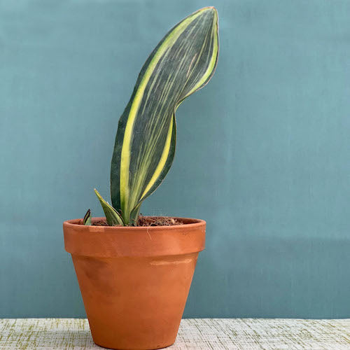 whale fin sansevieria canada Sansevieria Whale Fin Variegated - Live Plant