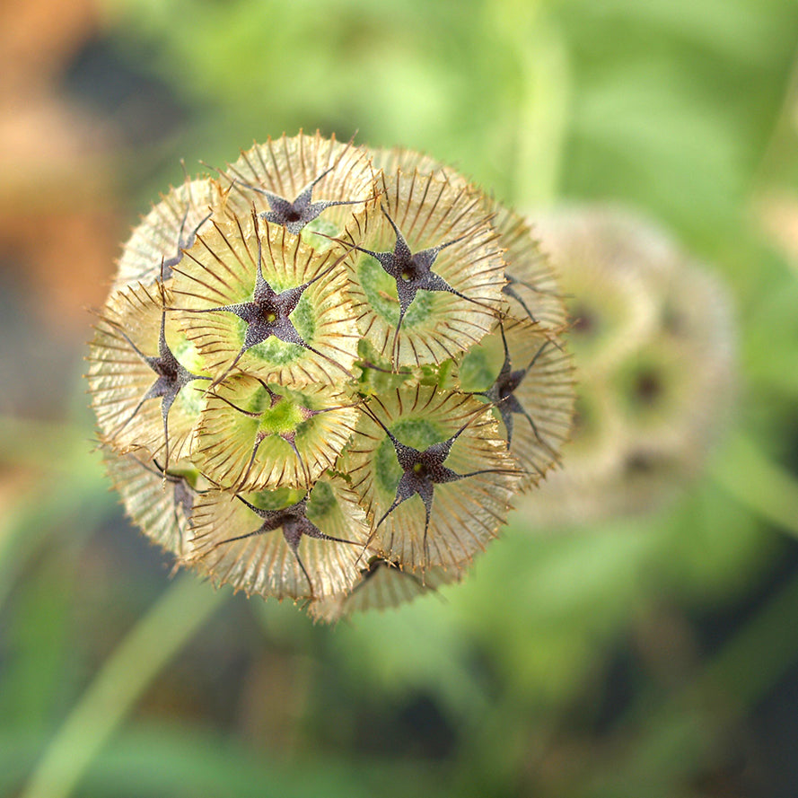 star flower seeds Scabiosa, Starflower (Organically Grown Seeds)