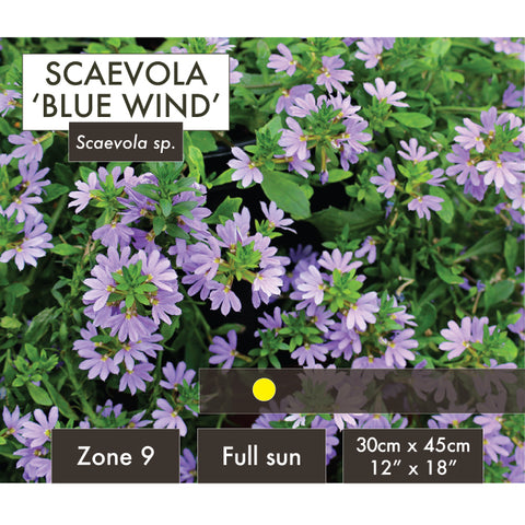 Live Plant - Scaevola, Blue Wind