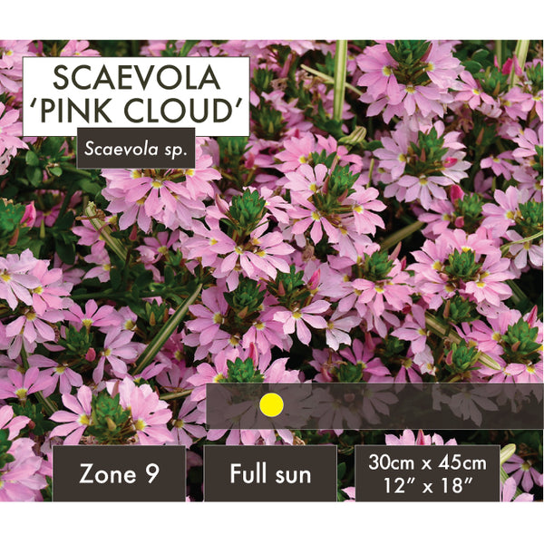 Live Plant - Scaevola, Pink Cloud
