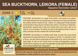 Seabuckthorn, Leikora (Female) (1-gallon)
