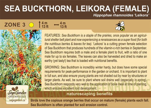 Seabuckthorn, Leikora (Female) - 1-gallon