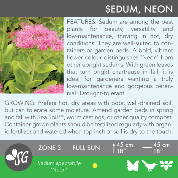 Live Plant - Sedum, Neon