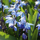 Bulbs - Siberian Squill - PREORDER