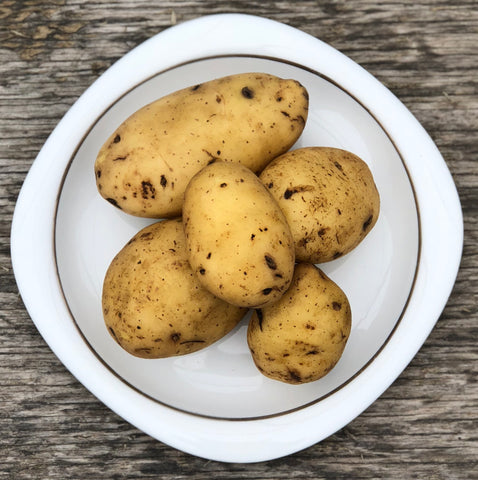 Seed Potato - Sieglinde (Certified Organic)