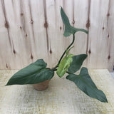 Philodendron hastatum Silver Sword - Live Plant