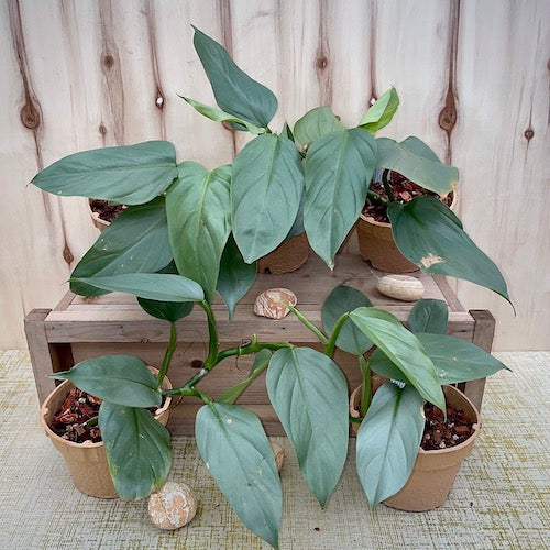 philodendron silver moonshine Philodendron hastatum Silver Sword - Live Plant
