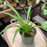 Live Plant - Spider Plant, Green Leaf