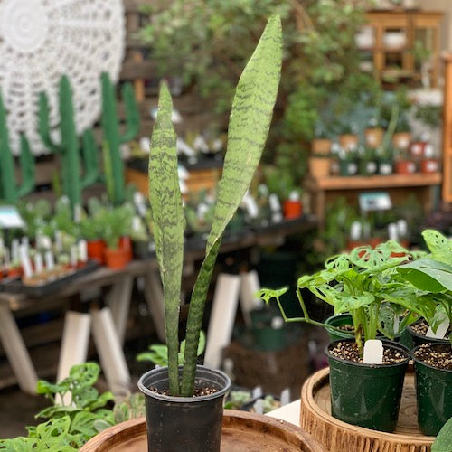 indoor tall snake plant Snake Plant Tall Type (Sansevieria) - Live Plant