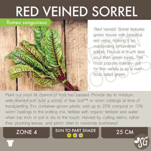 Live Plant - Sorrel, Red Veined