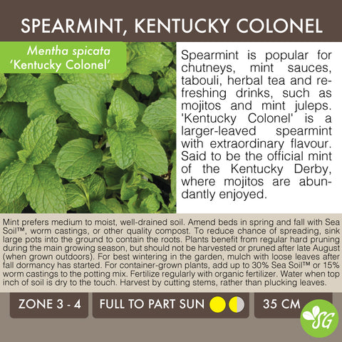 Live Plant - Mint, Kentucky Colonel