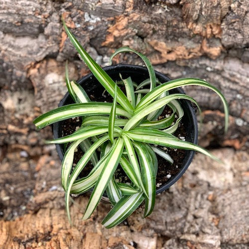 Live Plant - Spider Plant, Bonnie (Curly Type)