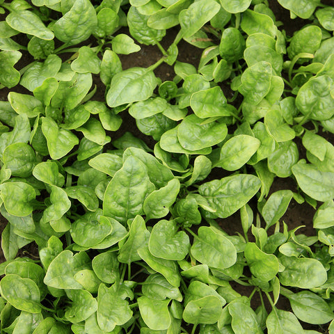 Organic Butterflay Spinach
