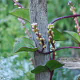 Live Plant - Malabar Spinach (Purple)