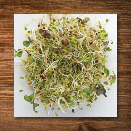 Spring Salad Mix Sprouting Seed - Certified Organic