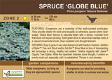 Spruce 'Globe Blue'