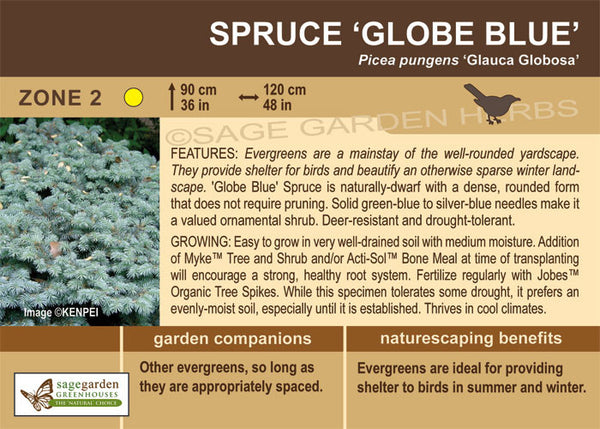 Spruce 'Globe Blue'
