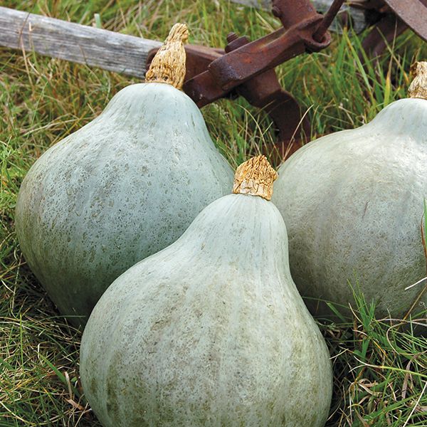 Squash (Winter), Baby Blue Hubbard (Certified Organic Seeds)