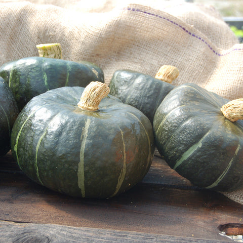 Organic Burgess Buttercup Winter Squash