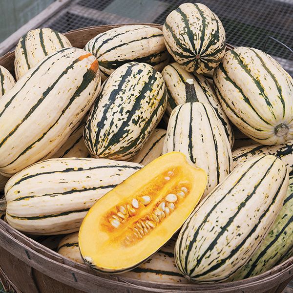 Squash (Winter), Delicata (Bush Type) (Certified Organic Seeds)