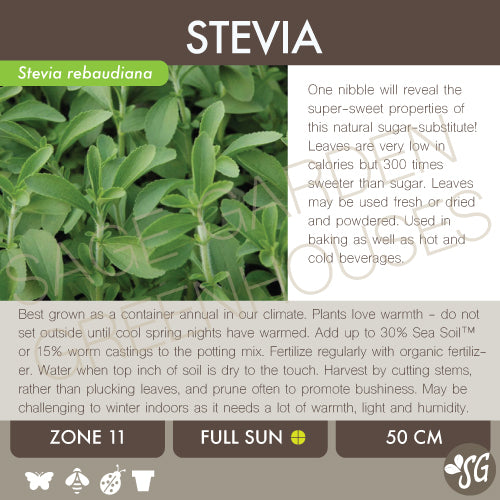 Live Plant - Stevia