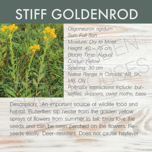 Live Plant - Goldenrod, Stiff