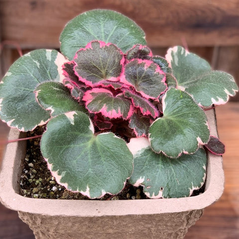 Live Plant - Strawberry Begonia, Variegated