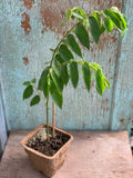 Live Plant - Strawberry Tree (Jamaican Cherry)