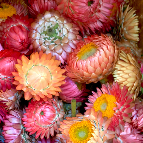 Strawflower, Apricot Peach Mix (Organically Grown Seeds)