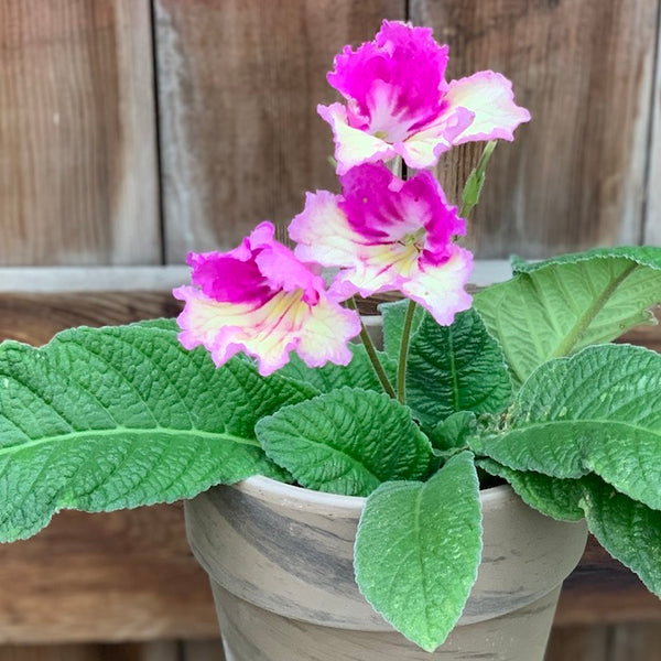 Live Plant - Streptocarpus, Ladyslippers Yellow Pink Cap