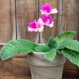 Live Plant - Streptocarpus, Ladyslippers Yellow Pink Cap