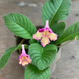 Live Plant - Streptocarpus, Ladyslippers Yellow Pink Cap