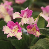 Live Plant - Streptocarpus, Ladyslippers Yellow Pink Cap