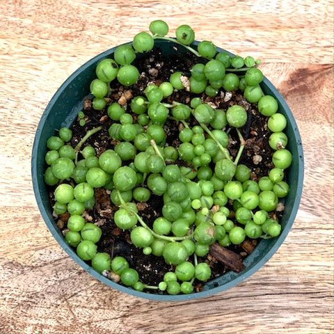 String of Pearls - Live Plant