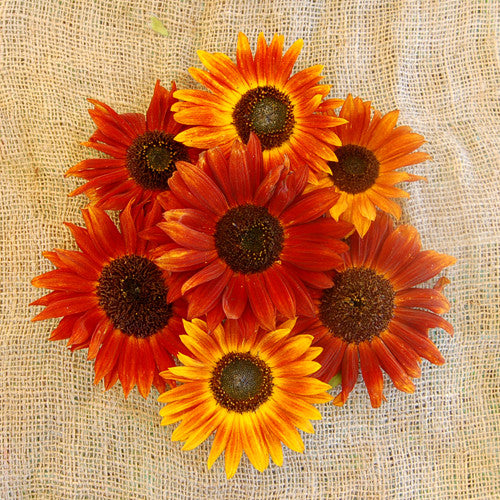Organic Autumn Beauty Sunflower