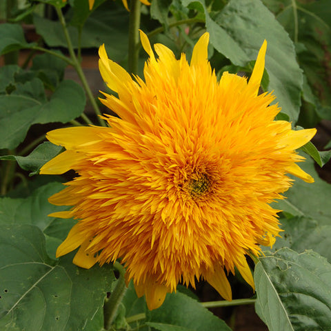 Organic Goldy Sunflower