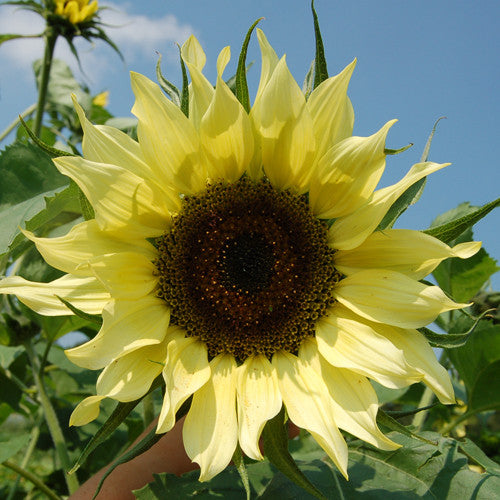 Organic Lemon Queen Sunflower