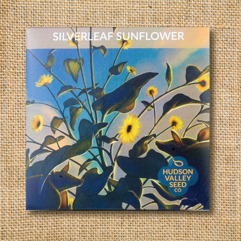 Seeds - Art Pack - Silverleaf Sunflower OG
