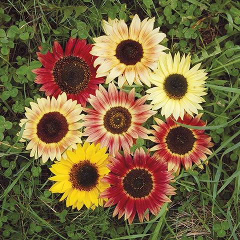 Sunflower, Evening Colors Blend (Certified Organic Seeds)