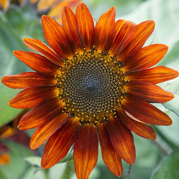 Seeds - Sunflower, Medium Red OG (HM)