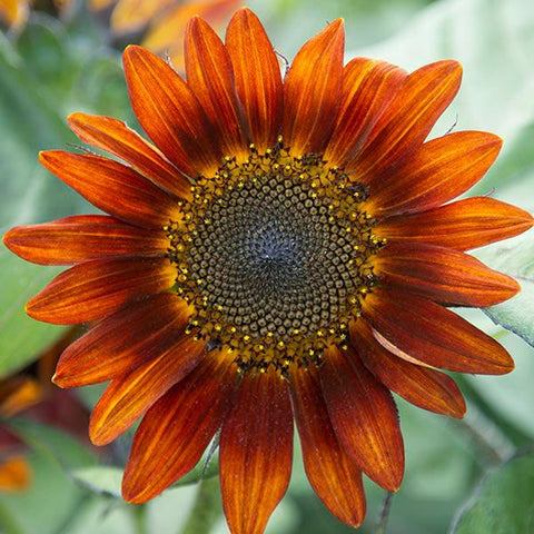 Seeds - Sunflower, Medium Red OG (HM)