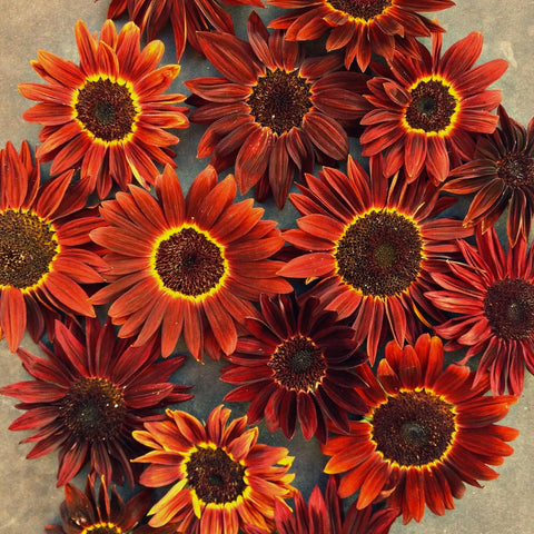 Sunflower, Reds (Organically Grown Seeds)