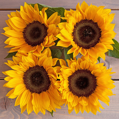 Seeds - Sunflower, Dwarf Sonja OG (F)